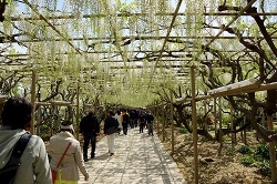 白藤のトンネル