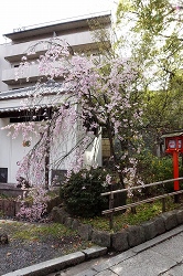境内のしだれ桜
