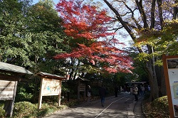 西門を入った所の紅葉