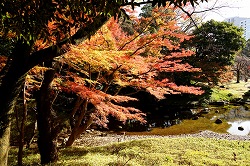 屏風岩付近の紅葉
