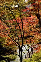 通天橋付近の紅葉