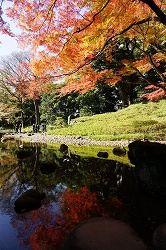 池に映る紅葉