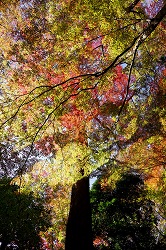 円月橋付近の紅葉