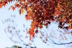舟着付近の紅葉