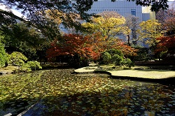 内庭の池