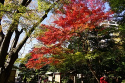 西門付近の紅葉