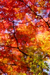 西門付近の紅葉