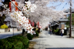 小幡桜並木