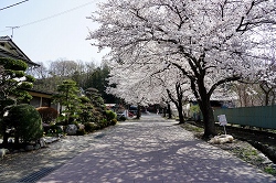 八幡宮参道