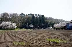 蔵と桜