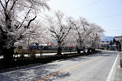 桜並木