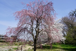 せせらぎの路の桜