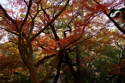 不動尊脇の紅葉