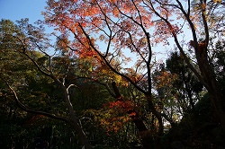 日本庭園内の紅葉