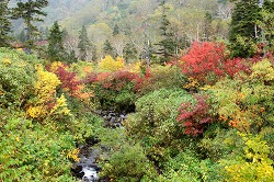 綺麗に色付く紅葉