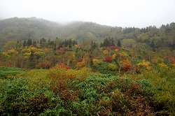 ミズバショウ湿原の紅葉