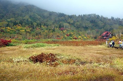 ミズバショウ湿原の紅葉