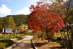 まほーばの森の紅葉